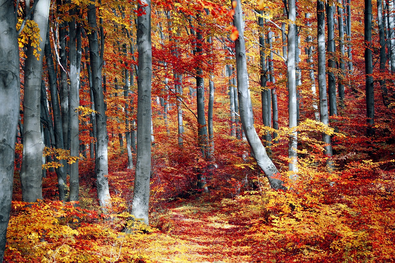 fall, forest, colorful